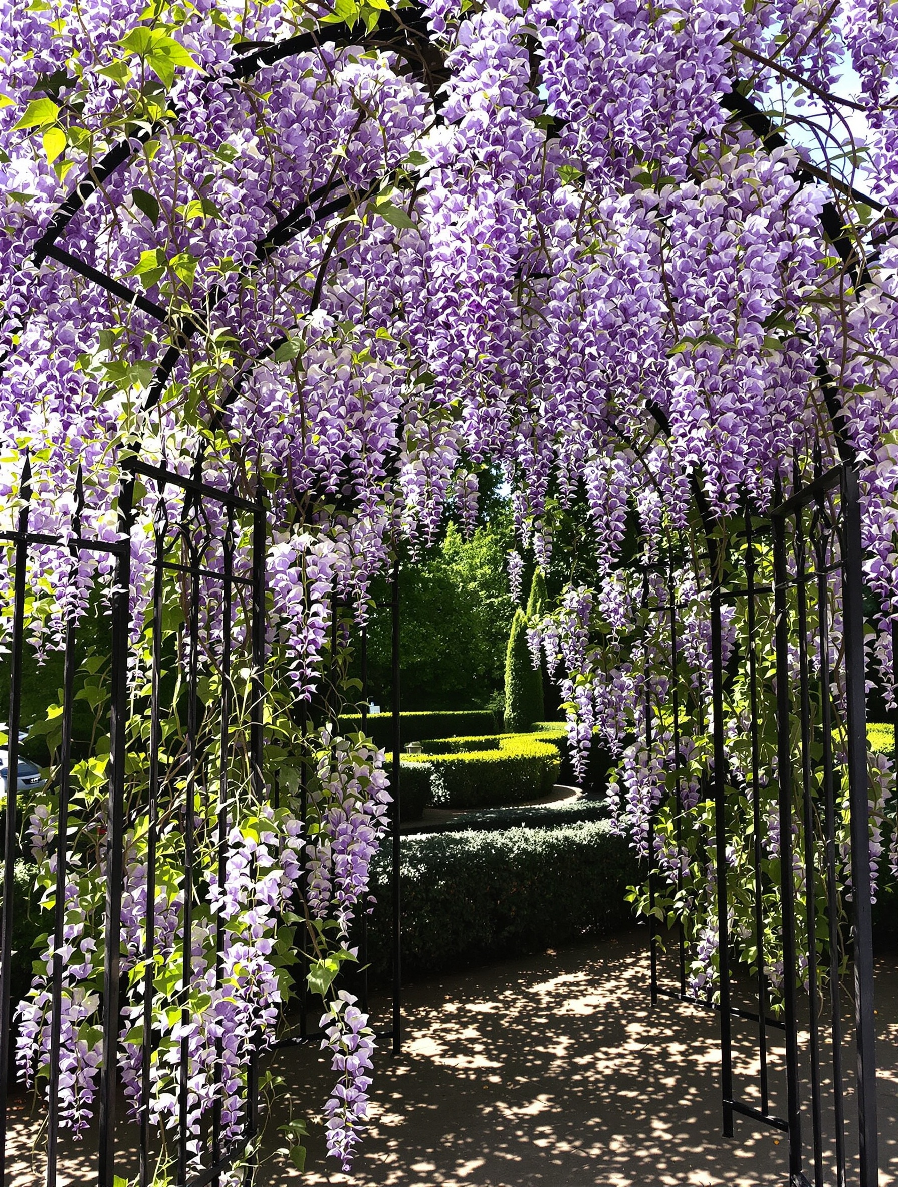 Arche de jardin robuste en fer forgé croulant sous une glycine en pleine floraison – attention au choix du matériau !
