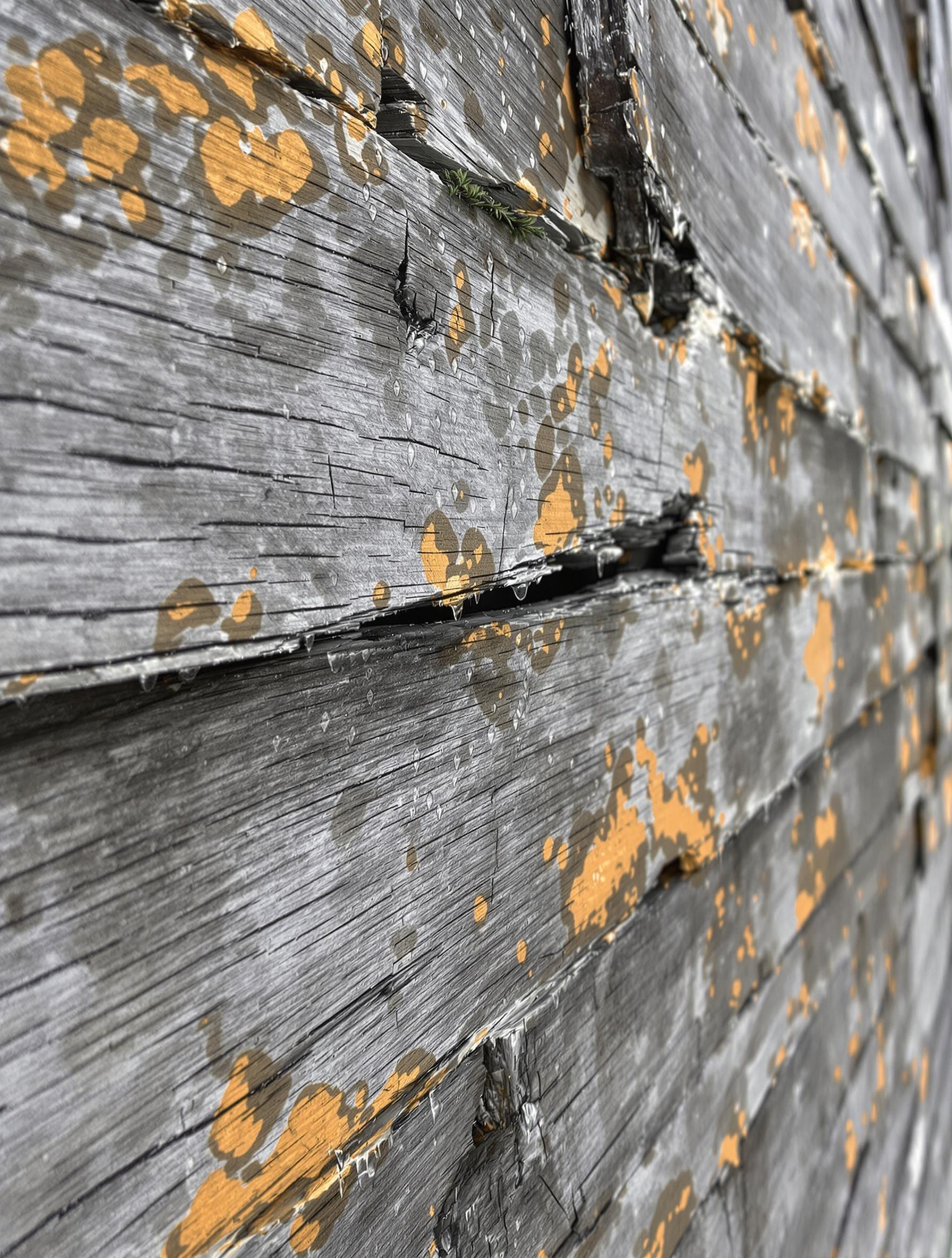 Bardage qui s'effrite avec des champignons sur une façade exposée à la pluie