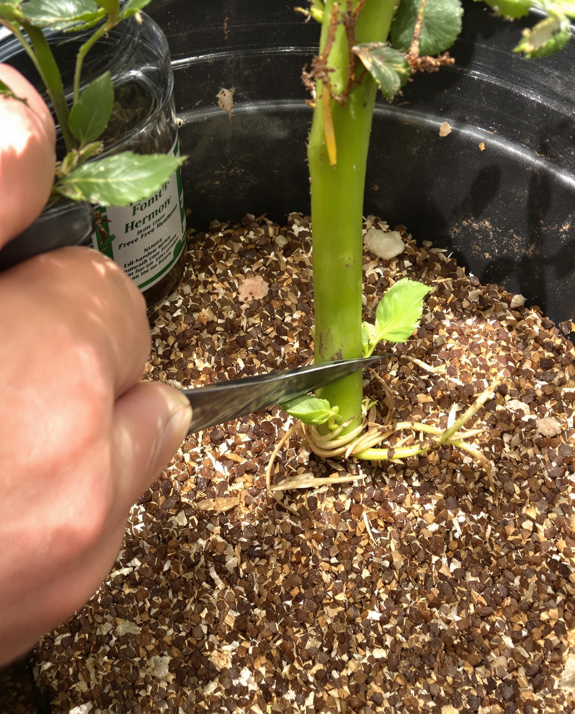 Bouture semi-aoûtée de pivoine arbustive réalisée sans chichi