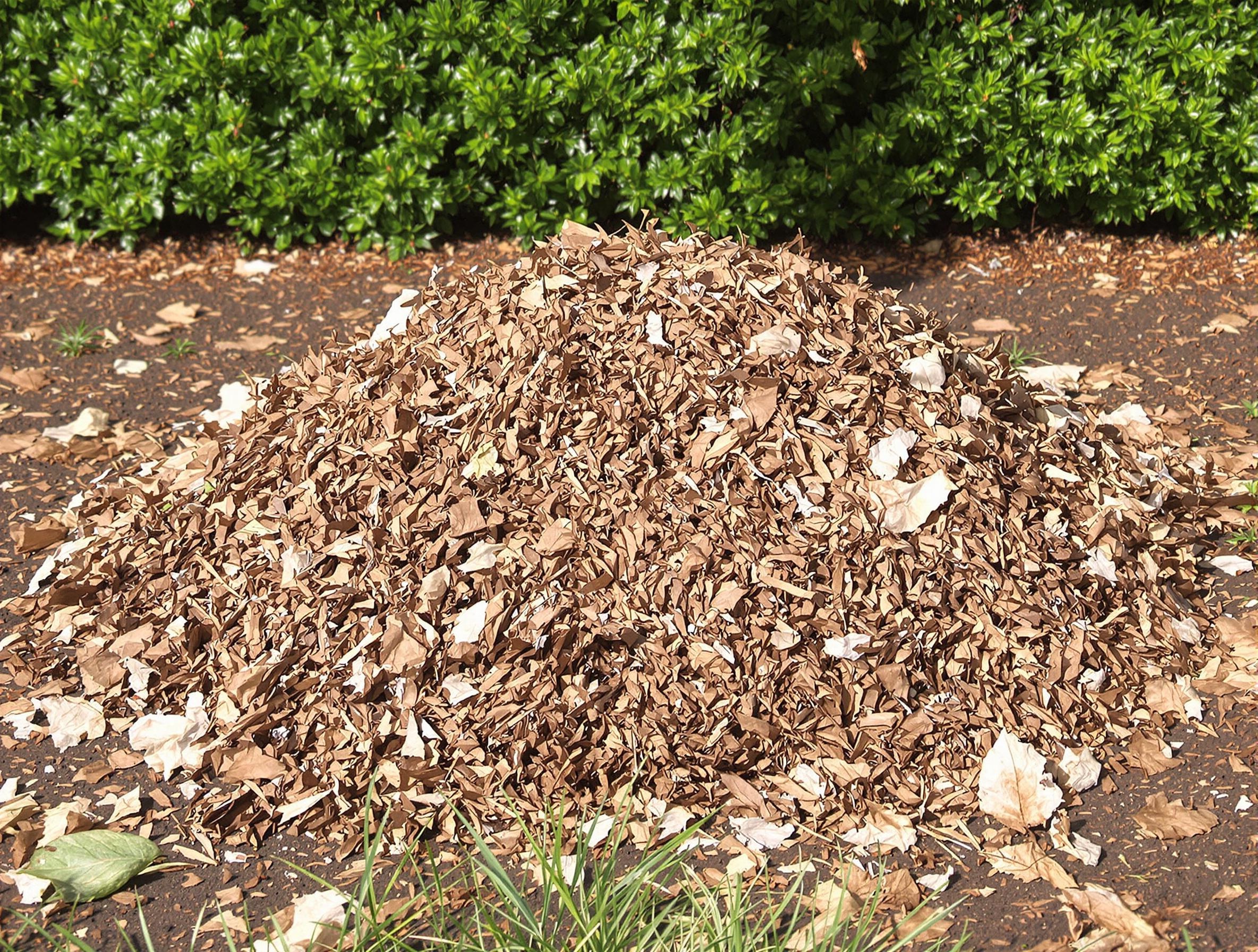 Tas de broyat de thuya mélangé à des feuilles mortes et herbe fraîche, posé au pied d'une haie, sol bien aéré, ambiance de jardin amateur.