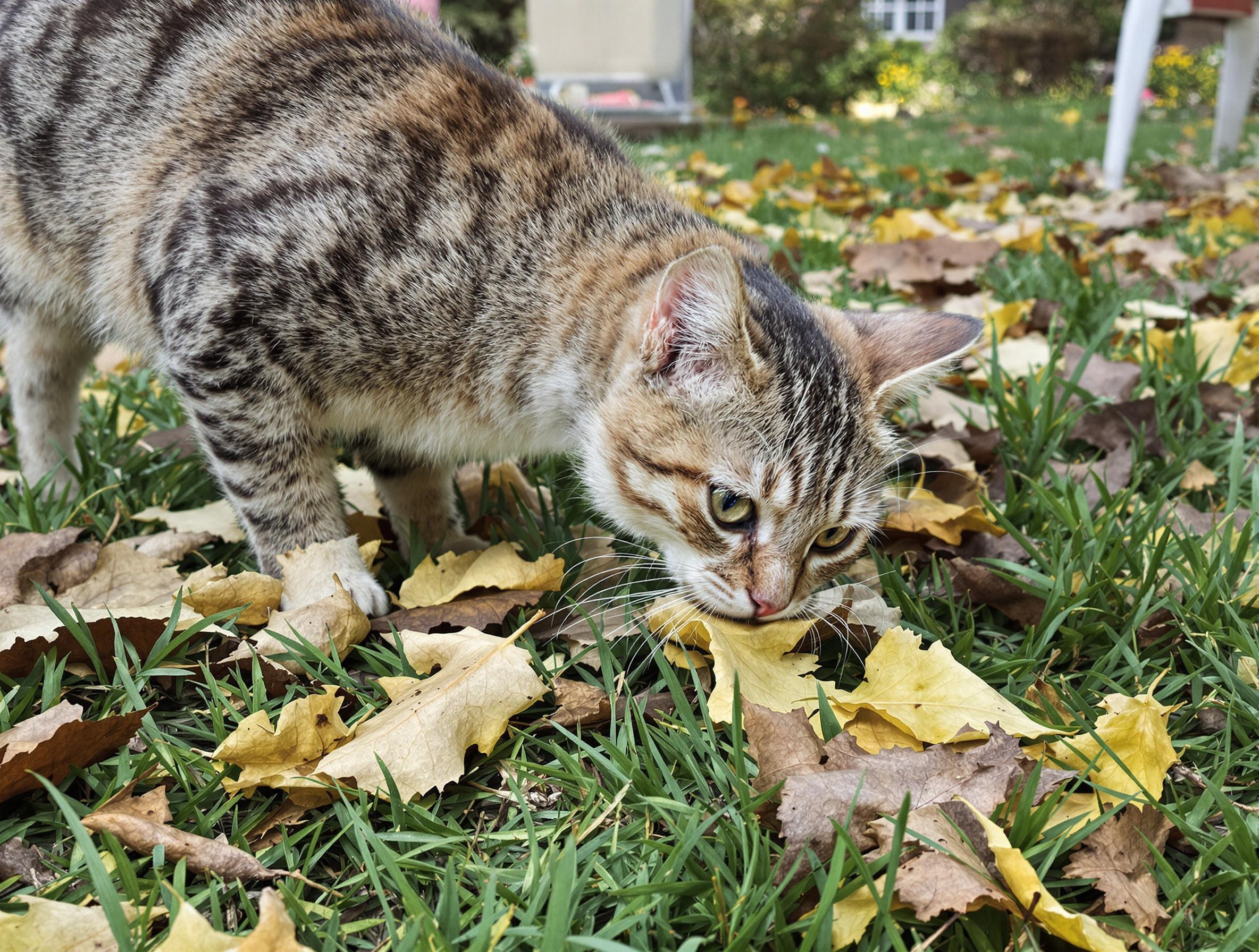 Chat reniflant des feuilles de catalpa, illustrant le risque pour les animaux.