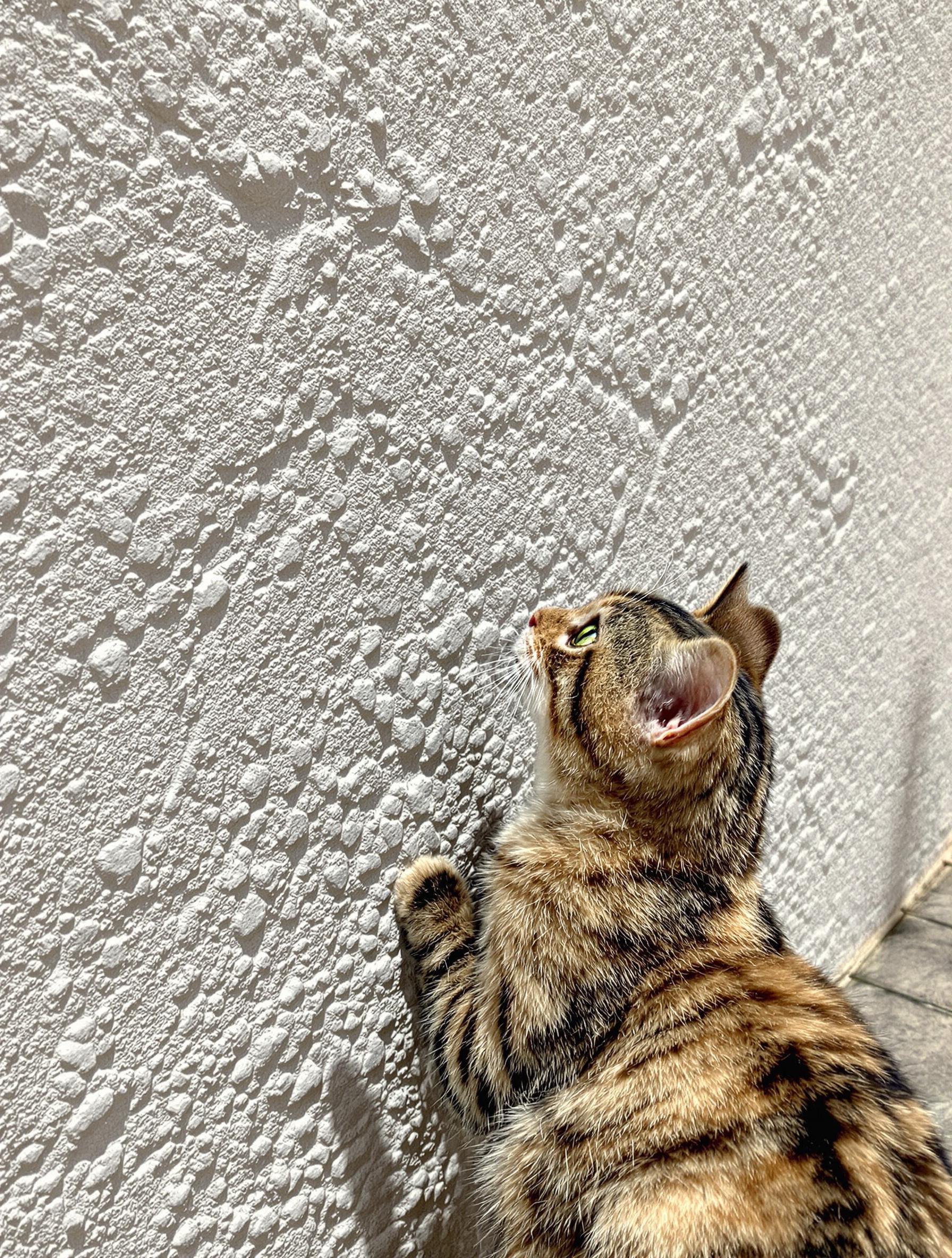 Chat inspecteur mur crépi effet pierre
