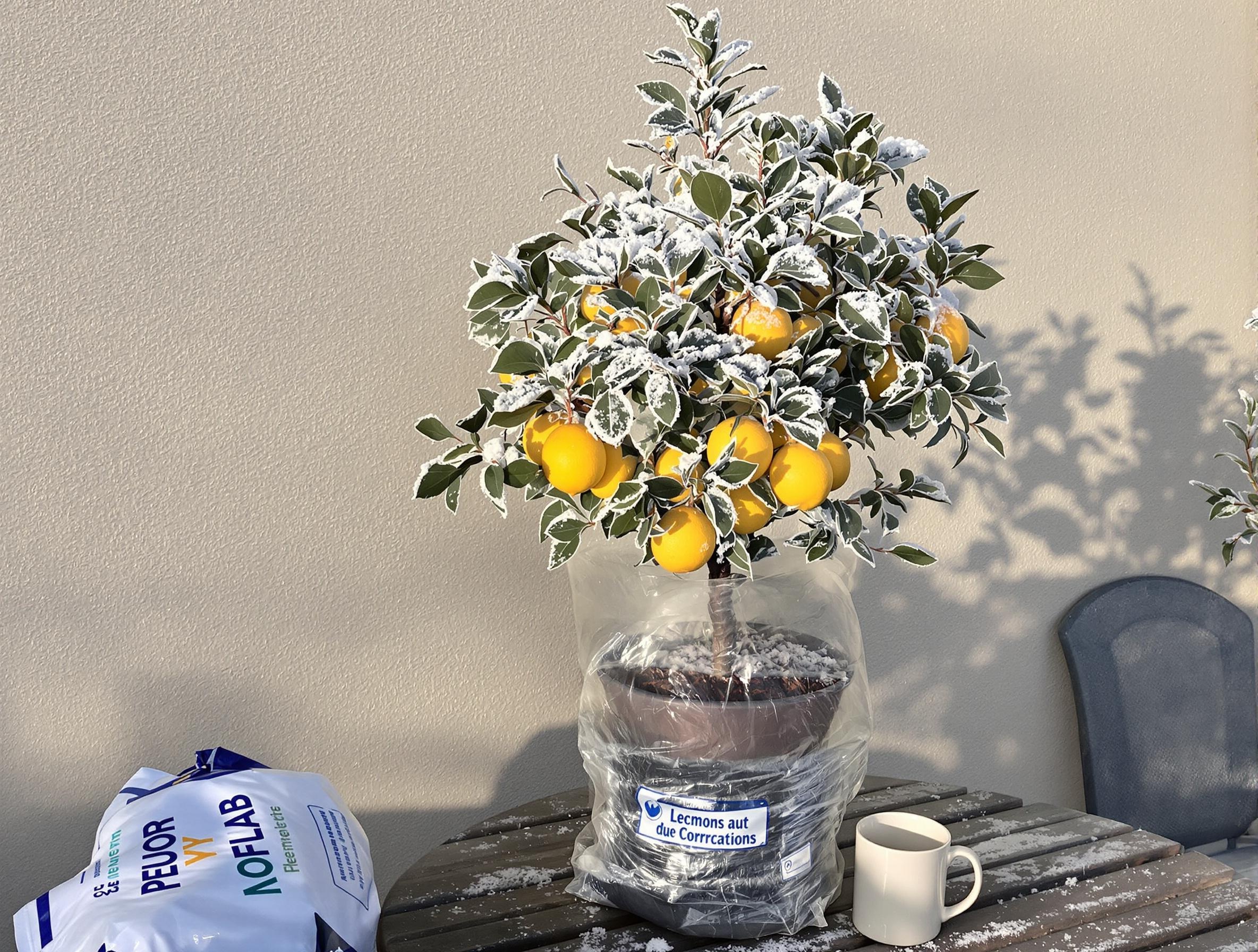 Citronnier gelé protégé sur une table près d'un mur orienté sud.