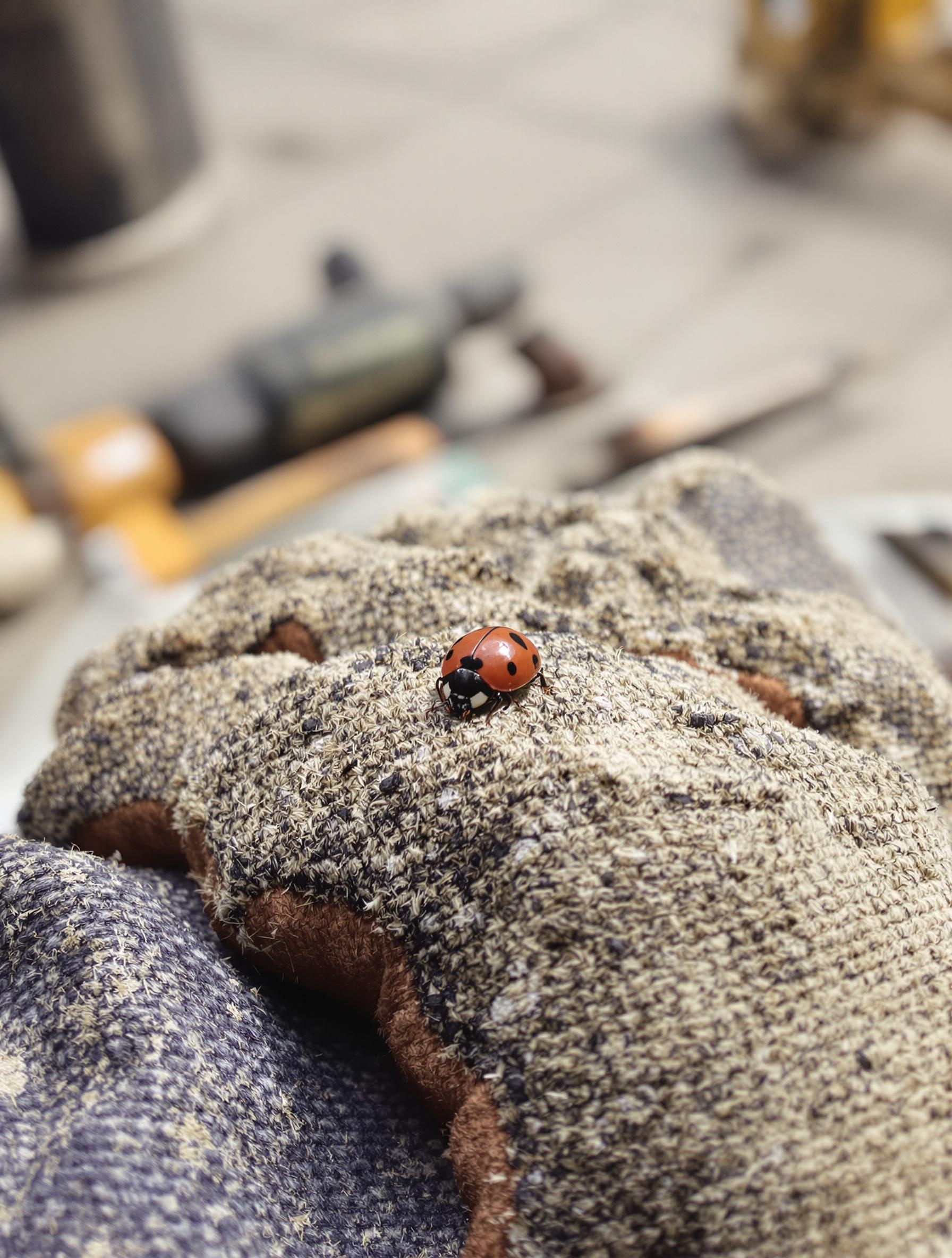Coccinelle sur un gant de chantier poussiéreux