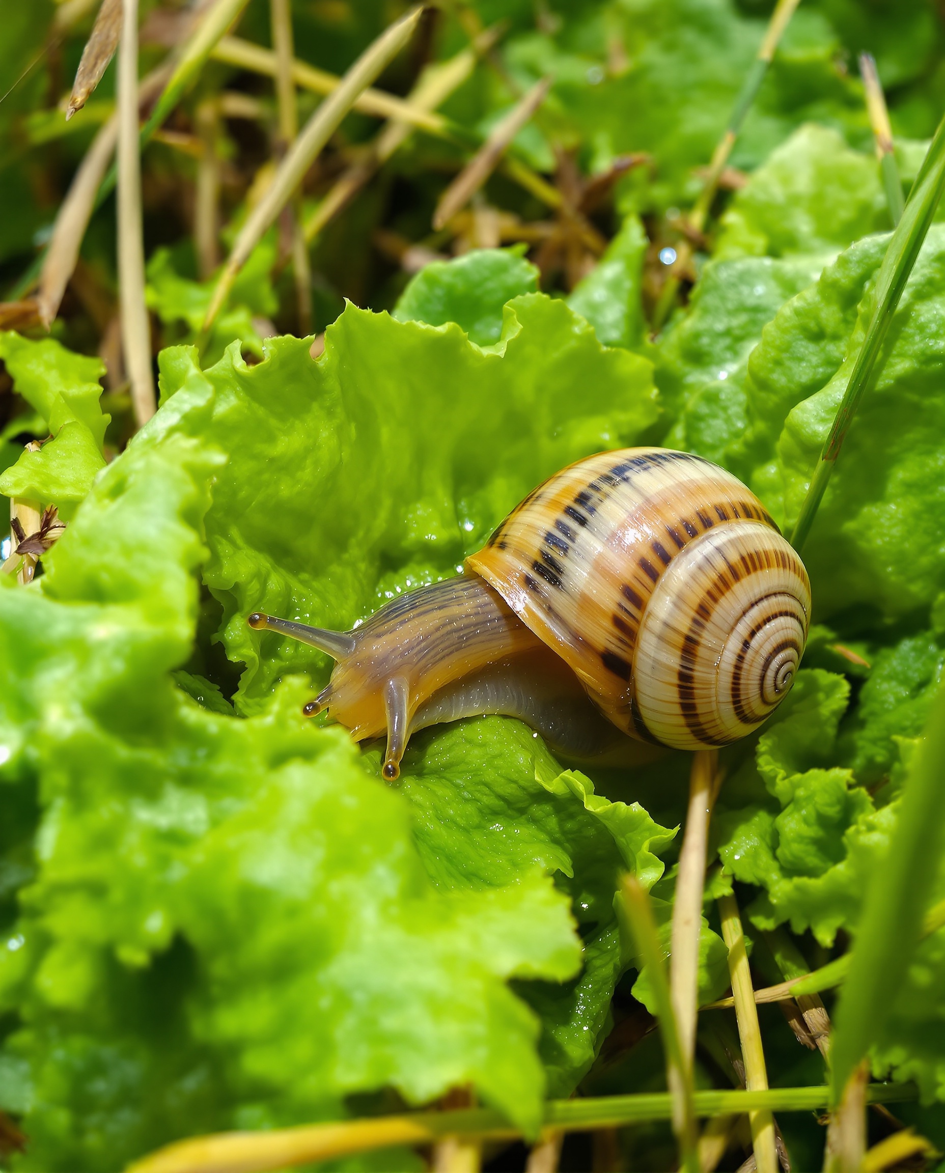 Un escargot petit-gris grignotant une feuille de salade fraîche dans un jardin au matin