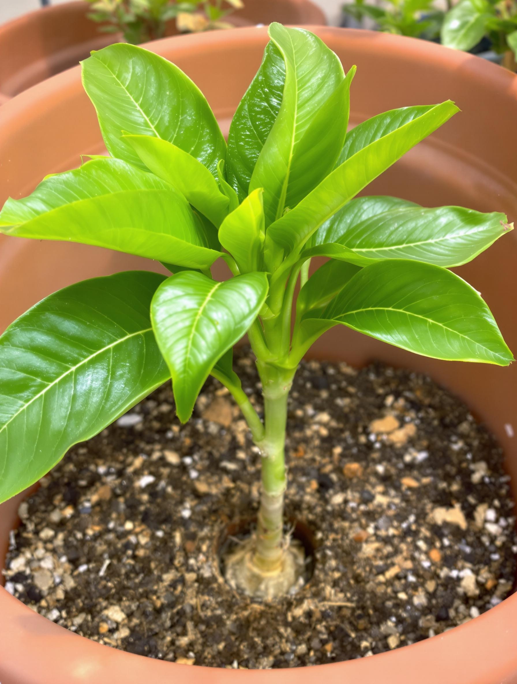 Jeune plant de manguier Amrapali en pot terracotta substrat aéré racine pivotante visible