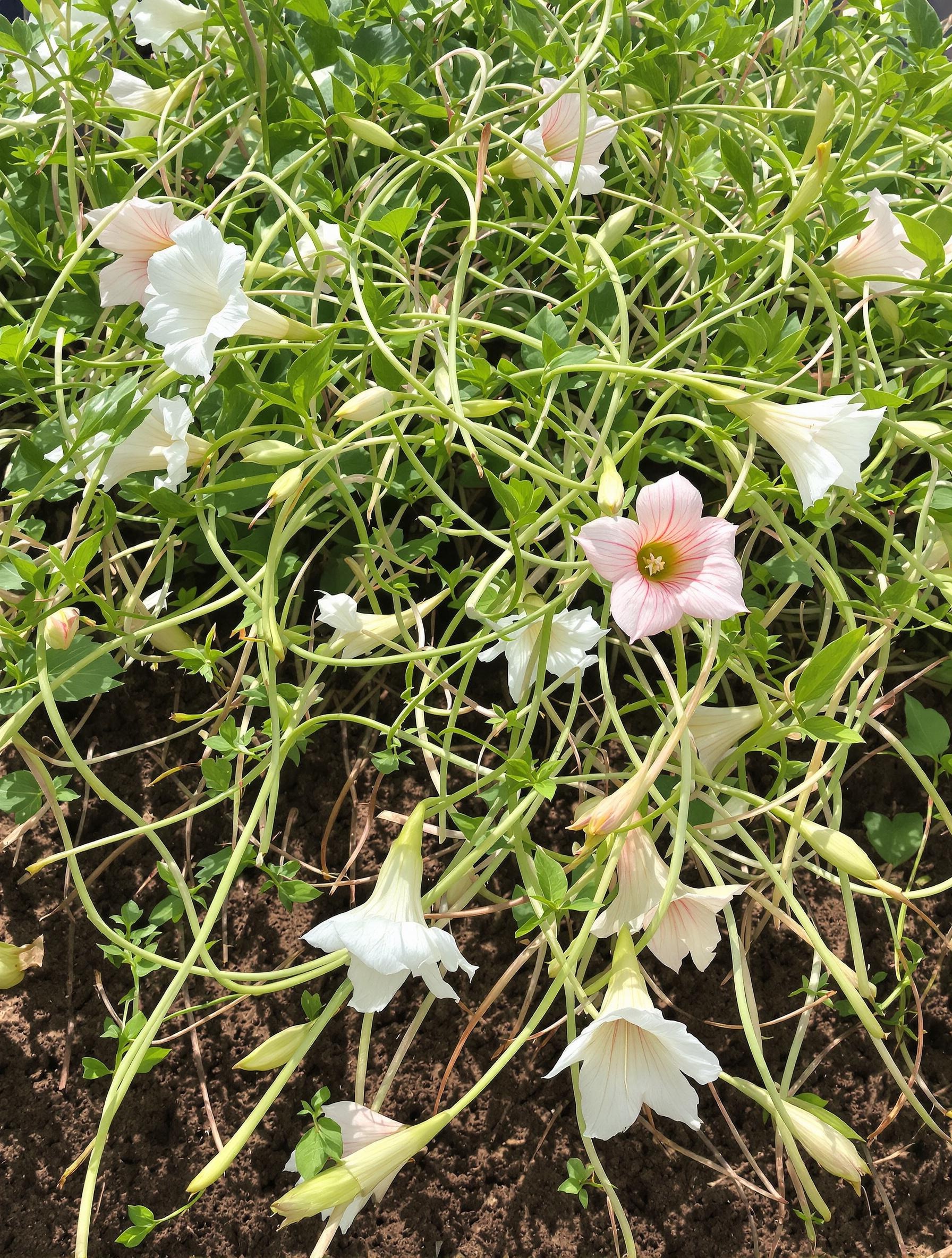 Photo précise du Liseron des champs montrant ses tiges volubiles et fleurs trompette.
