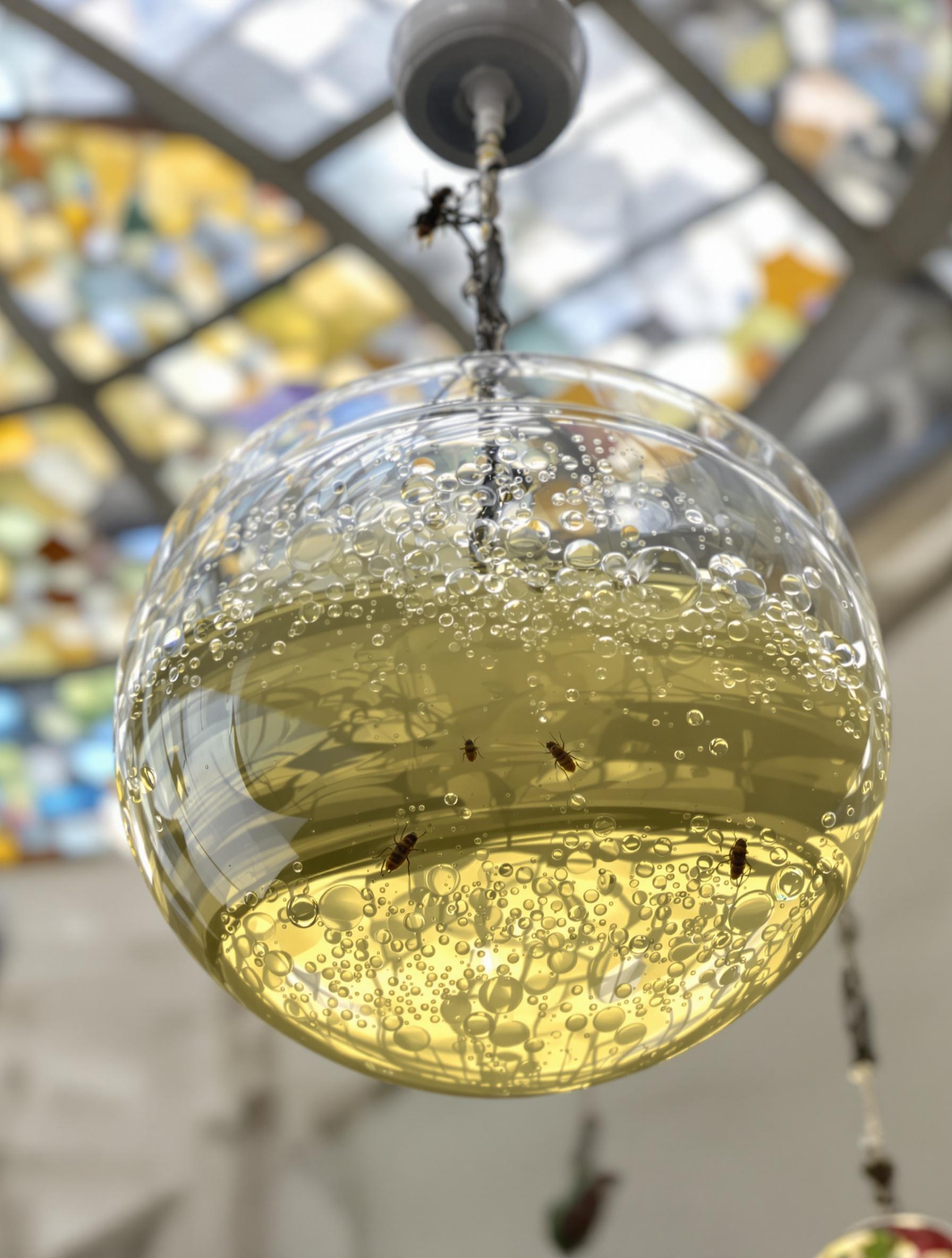 Piège maison au vinaigre de cidre accroché sous un plafond taché