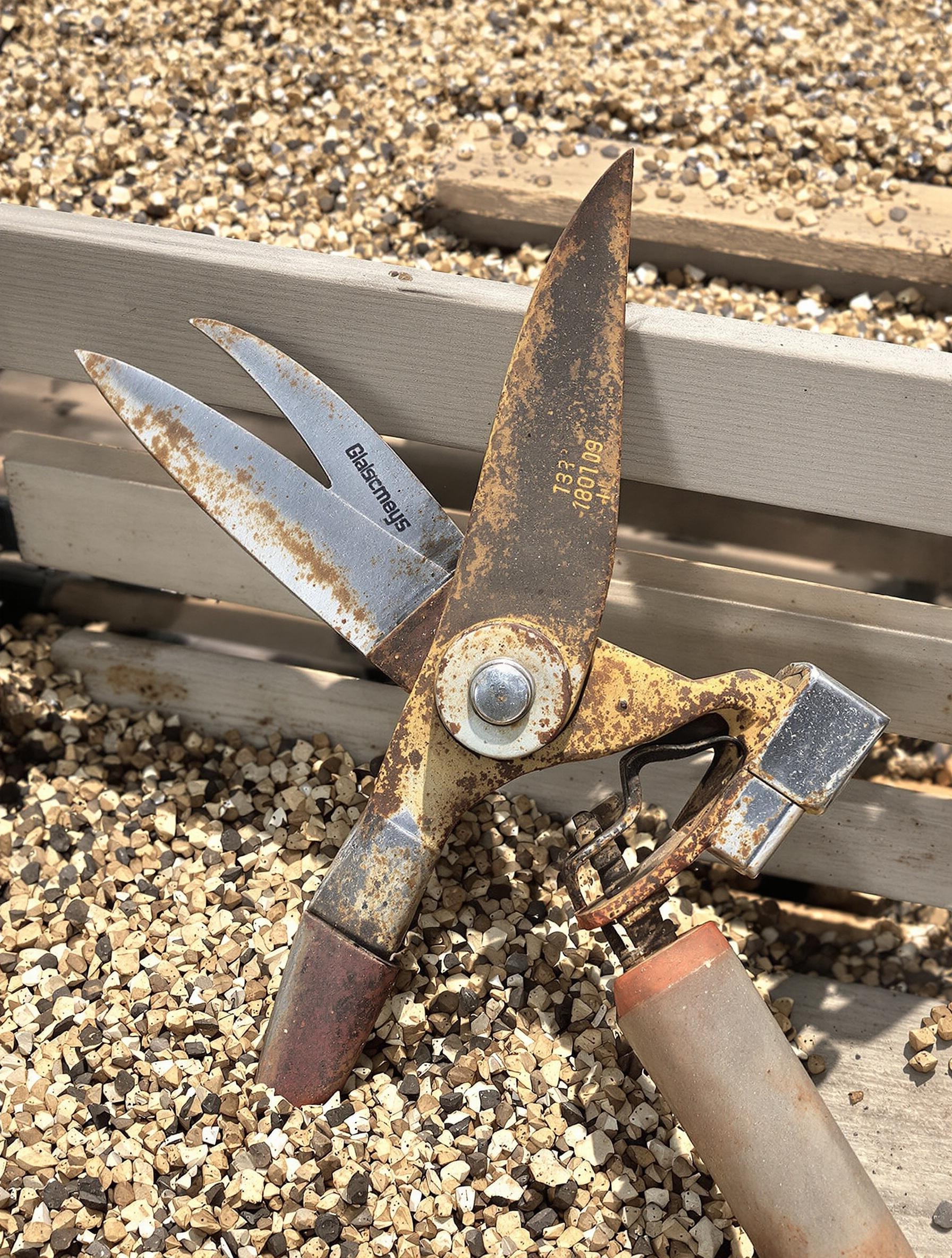 Matériel minimaliste pour bouturage de pivoine