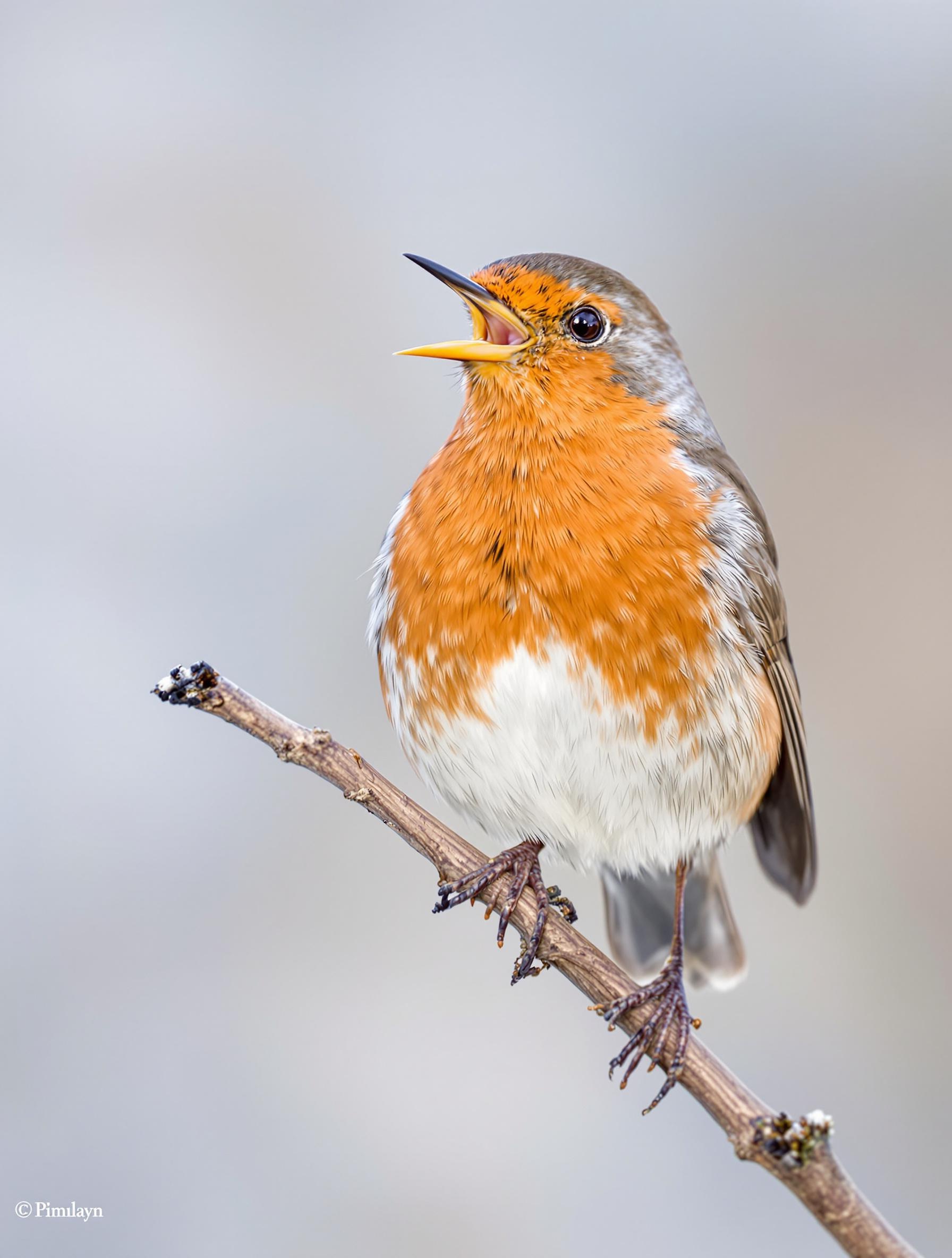 Erithacus rubecula sur une branche, plastron rouge flamboyant et bec ouvert en vocalise.
