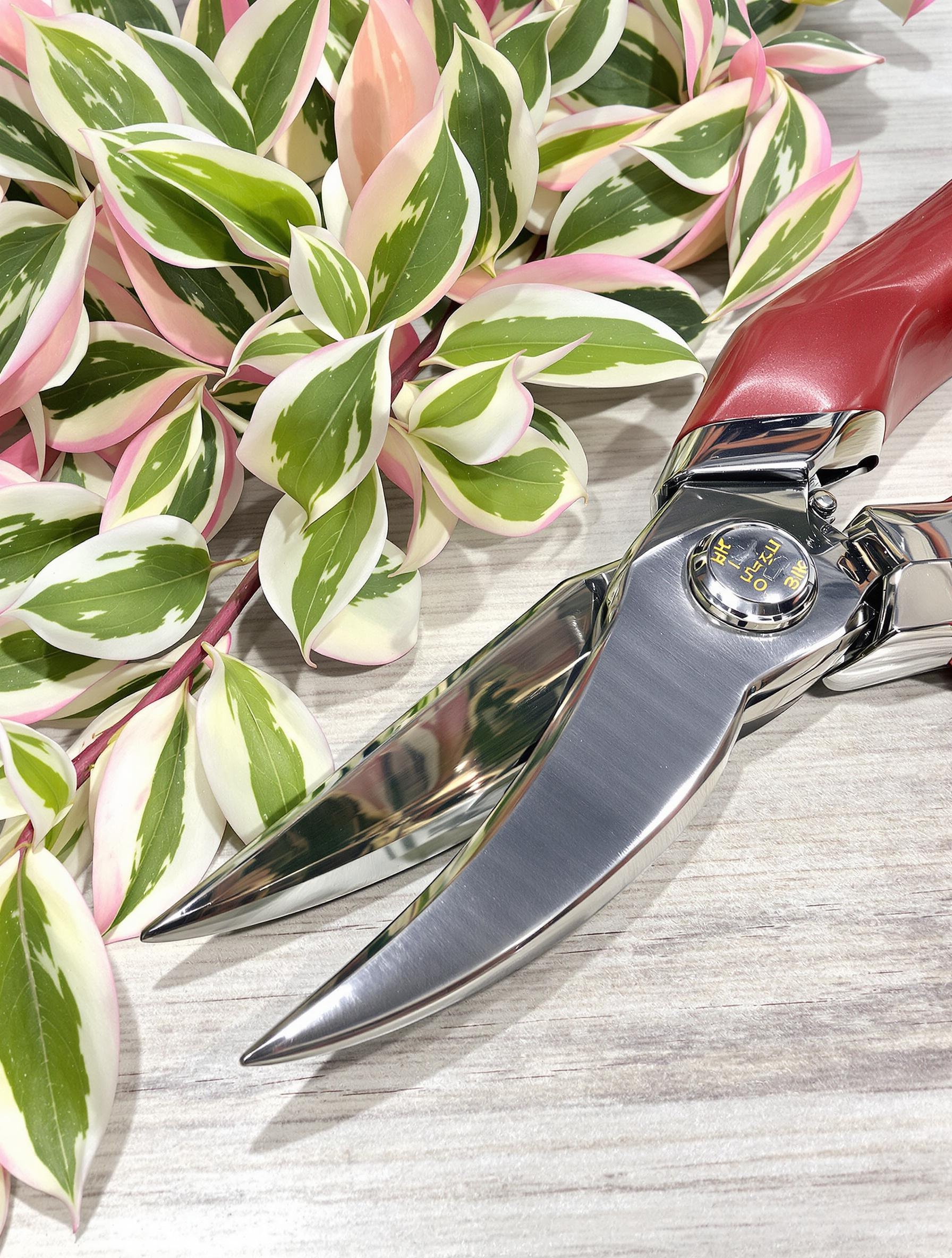 Sécateur affûté prêt à tailler les rameaux panachés d’un Salix integra ‘Hakuro Nishiki’
